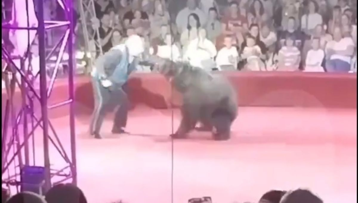 Impactante ataque de osa a su entrenador en circo ruso: VIDEO