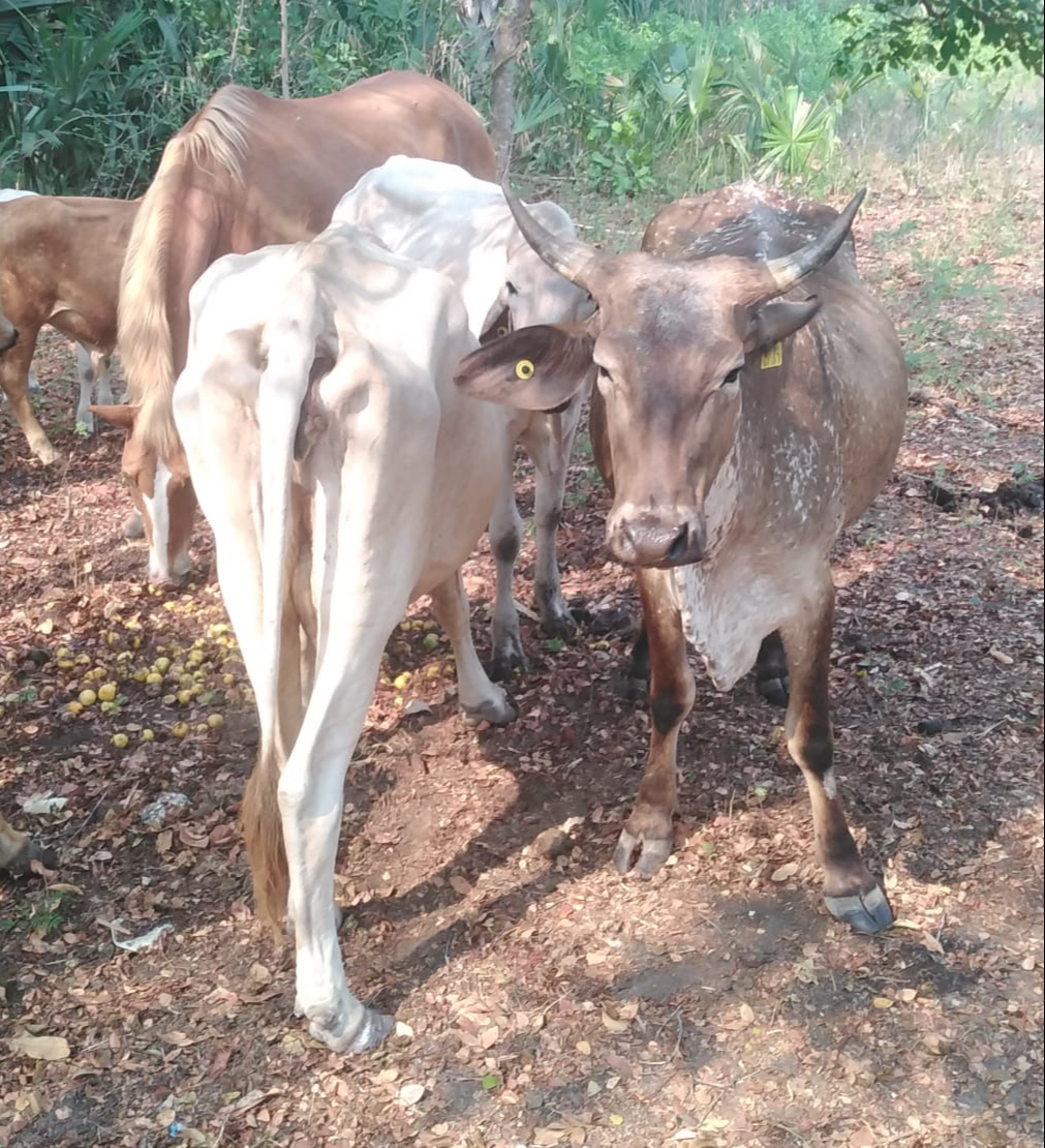 Animales sufren por la sequía en Sabancuy Animales sufren por la sequía en Sabancuy