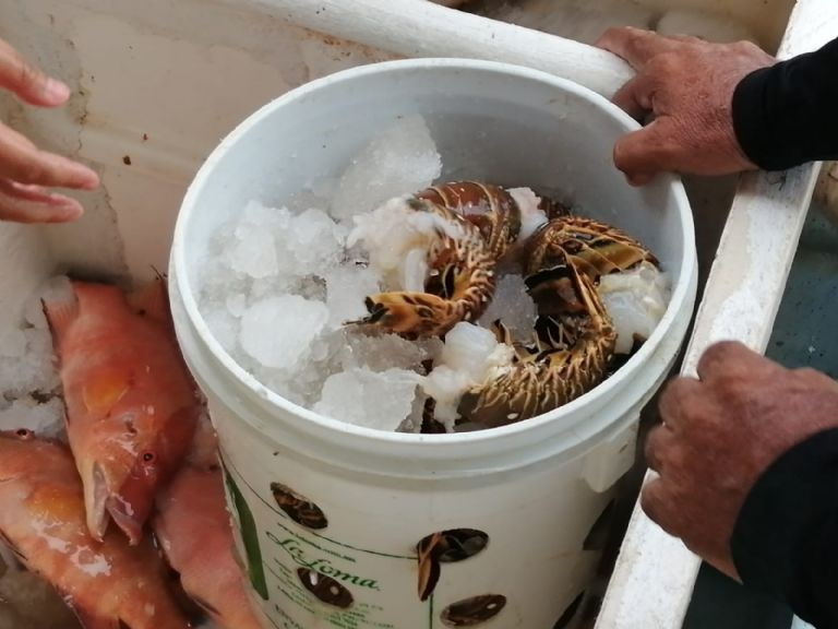 Navegantes esperan que el valor supere los 740 pesos por kilogramo de cola Navegantes esperan que el valor supere los 740 pesos por kilogramo de cola