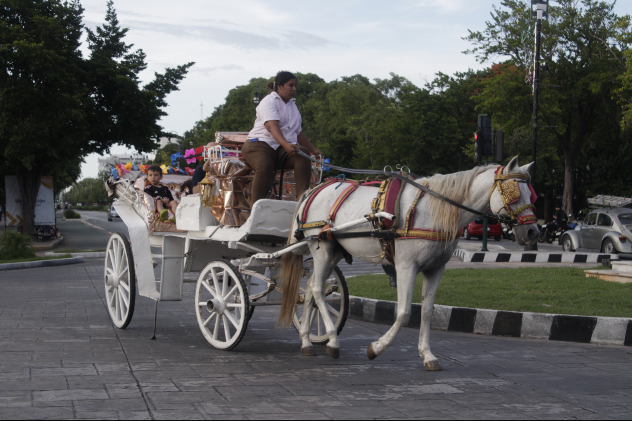 El conductor, que fue expulsado de la agrupación, fue grabado golpeando a un caballo