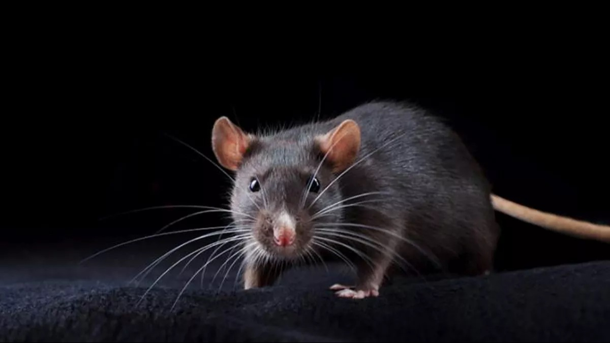 Estados Unidos alerta por nuevo caso de peste bubónica 