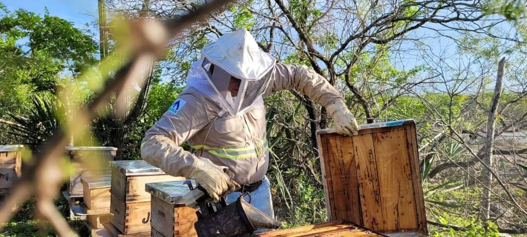 Los cuidadores de abejas revelaron que una colonia consume de 16 a 20 kg de azúcar al mes, lo que representa un costo de 640 a 800 pesos Los cuidadores de abejas revelaron que una colonia consume de 16 a 20 kg de azúcar al mes, lo que representa un costo de 640 a 800 pesos