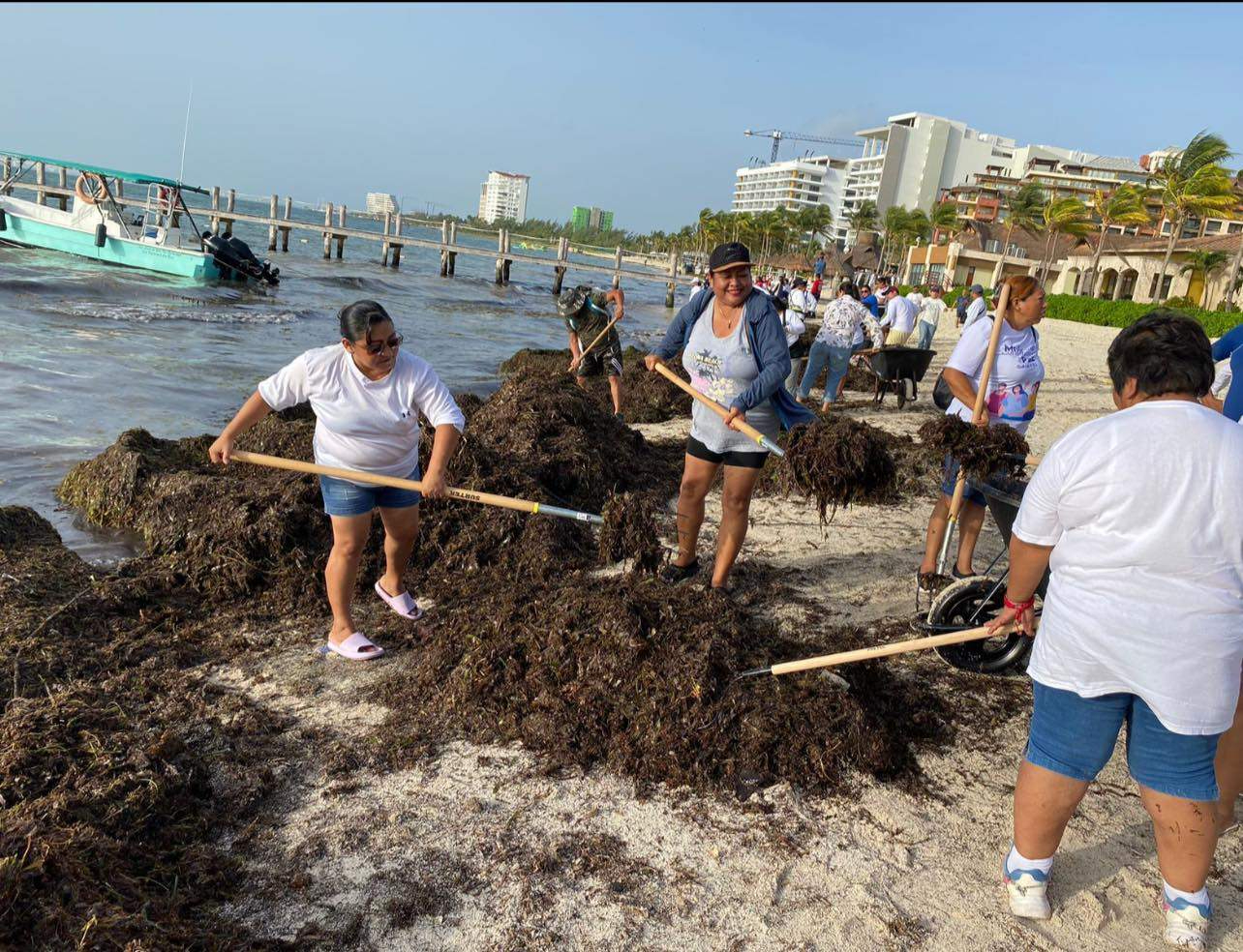 Los vientos del Este del Huracán Beryl provocaron la arribazón de la talofita en Punta Sam