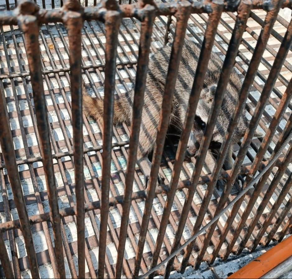 Se solicitará a las autoridades ambientales que tomen medidas para proteger el hábitat de los mapaches y otras especies nativas. Se solicitará a las autoridades ambientales que tomen medidas para proteger el hábitat de los mapaches y otras especies nativas.