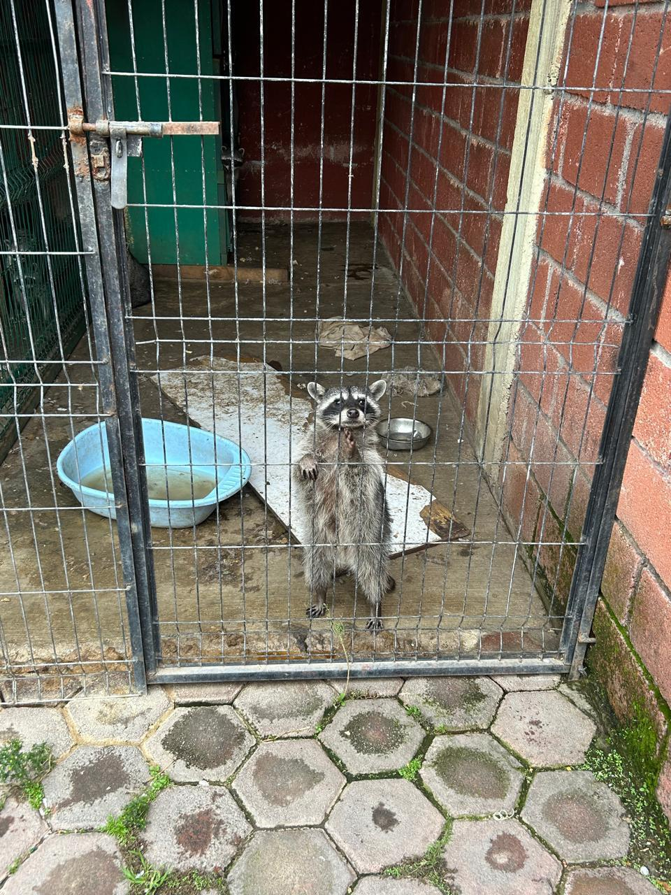 Así mantenían a un mapache en el domicilio del Edomex Así mantenían a un mapache en el domicilio del Edomex