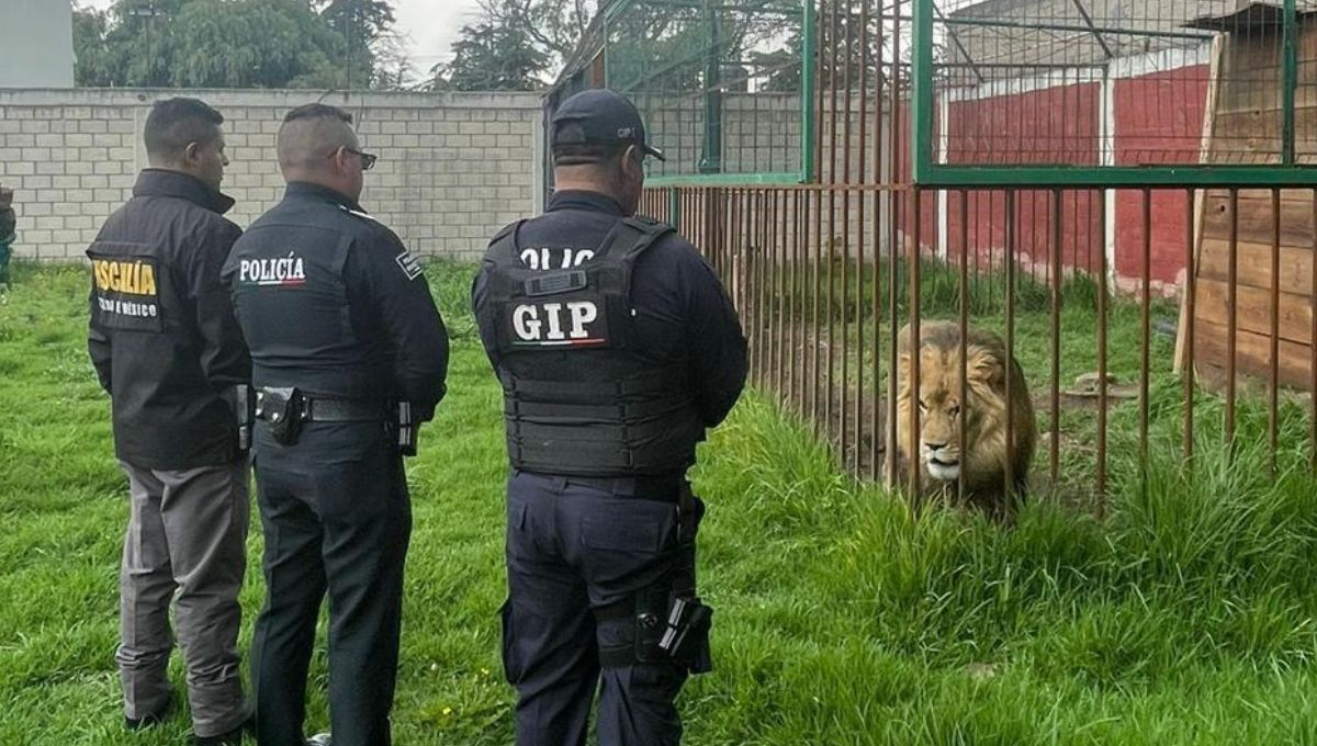 El león permanecía enjaulado dentro del hogar en el Estado de México El león permanecía enjaulado dentro del hogar en el Estado de México