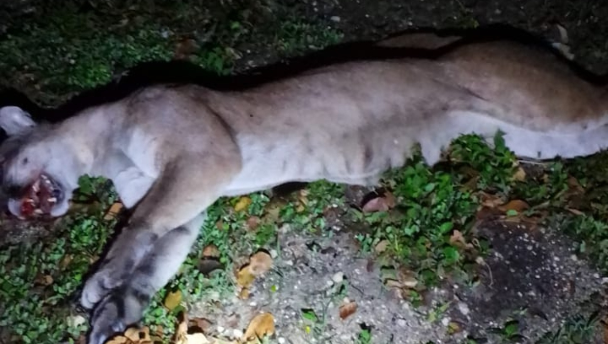El puma fue atropellado durante la madrugada El puma fue atropellado durante la madrugada