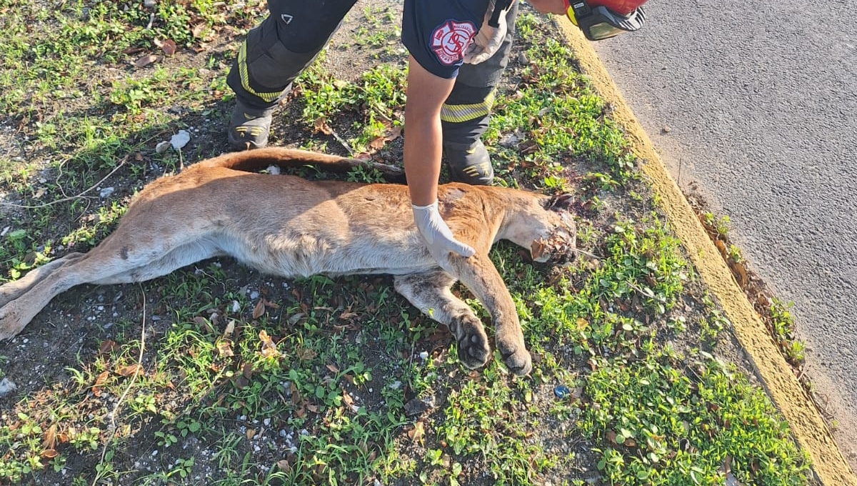 El puma fue atropellado frente al hotel Catalonia Royal Tulum El puma fue atropellado frente al hotel Catalonia Royal Tulum