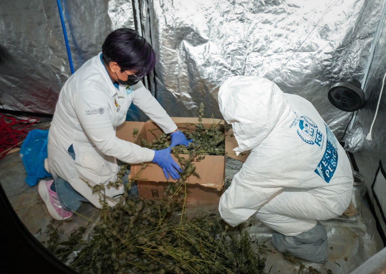 Desmantelan un invernadero de marihuana en Cancún