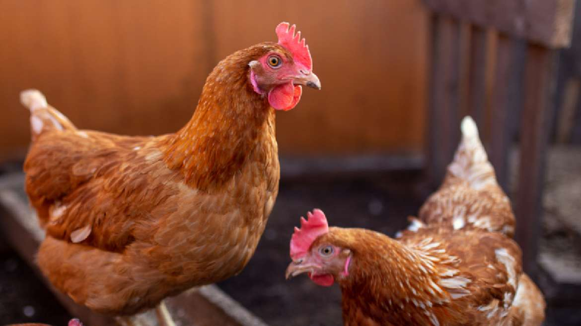 Detienen a hombre que testeaba drogas en gallinas y luego vendía sustancias a cárteles Detienen a hombre que testeaba drogas en gallinas y luego vendía sustancias a cárteles