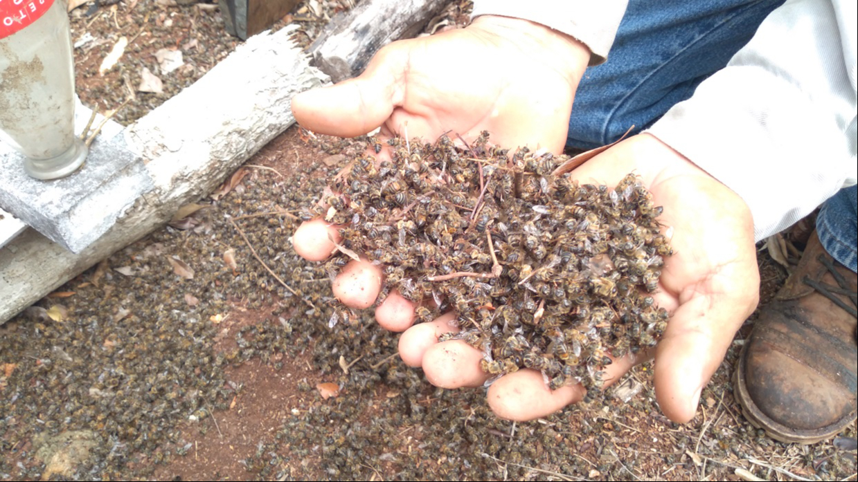     Declaran emergencia apícola en Hopelchén por muerte masiva de abejas en 248 colmenas    