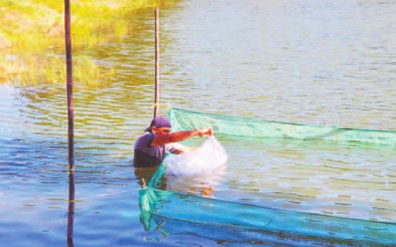 Es difícil conseguir mojarra en los ríos por las corrientes profundas. Es difícil conseguir mojarra en los ríos por las corrientes profundas.