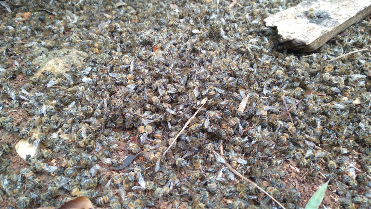 La muerte de 248 colmenas en Ich-Ek se atribuye a estos plaguicidas. La muerte de 248 colmenas en Ich-Ek se atribuye a estos plaguicidas.