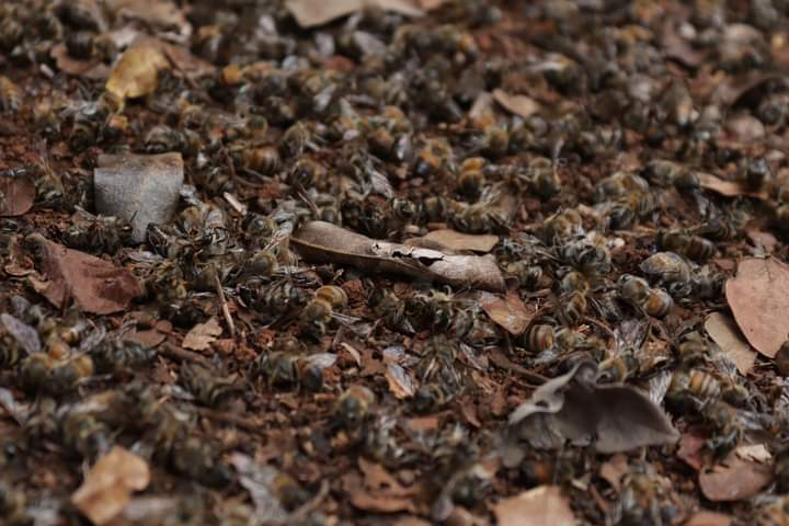 Las fumigaciones agrícolas continúan afectando a las abejas y la biodiversidad, a pesar de amparos y suspensiones Las fumigaciones agrícolas continúan afectando a las abejas y la biodiversidad, a pesar de amparos y suspensiones