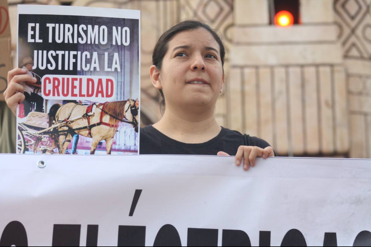 Activistas se manifiestan en contra de las calesas de caballos en Mérida / Nadie Tecuapetla Activistas se manifiestan en contra de las calesas de caballos en Mérida / Nadie Tecuapetla