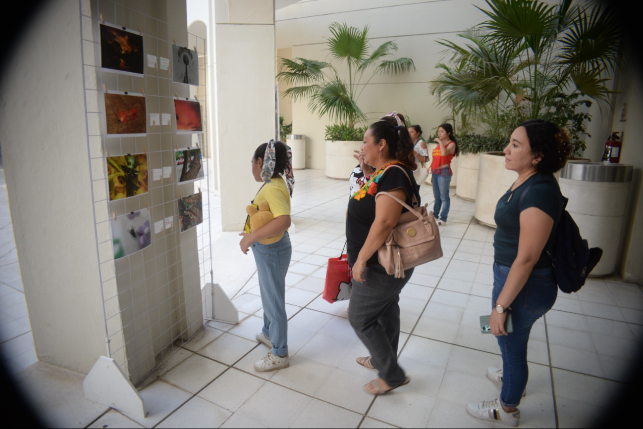 Exposición "Sembrando Miradas" en Mérida Exposición "Sembrando Miradas" en Mérida
