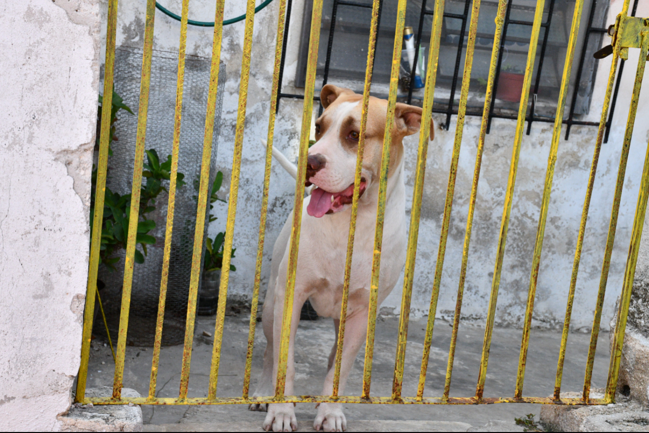 En la capital de Campeche predominan denuncias por maltrato animal 