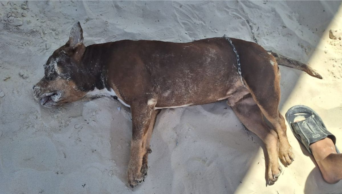 Los restos del perrito permanecieron en la arena de Playa Fundadores Los restos del perrito permanecieron en la arena de Playa Fundadores