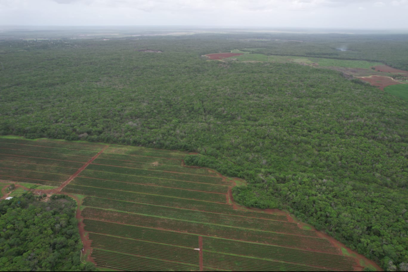 La deforestación en Campeche es una de las causas por la que las abejas están muriendo en la entidad, aseguran La deforestación en Campeche es una de las causas por la que las abejas están muriendo en la entidad, aseguran