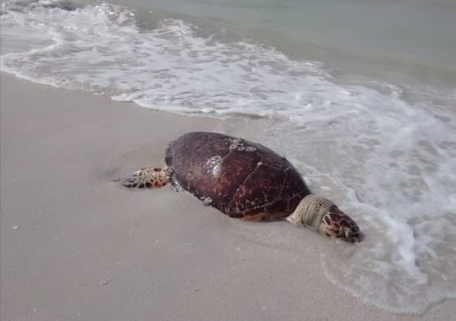 Los quelonios son una especie que deposita sus huevos en las playas; por tanto los litorales deben ser vigilados de forma constante. Los quelonios son una especie que deposita sus huevos en las playas; por tanto los litorales deben ser vigilados de forma constante.