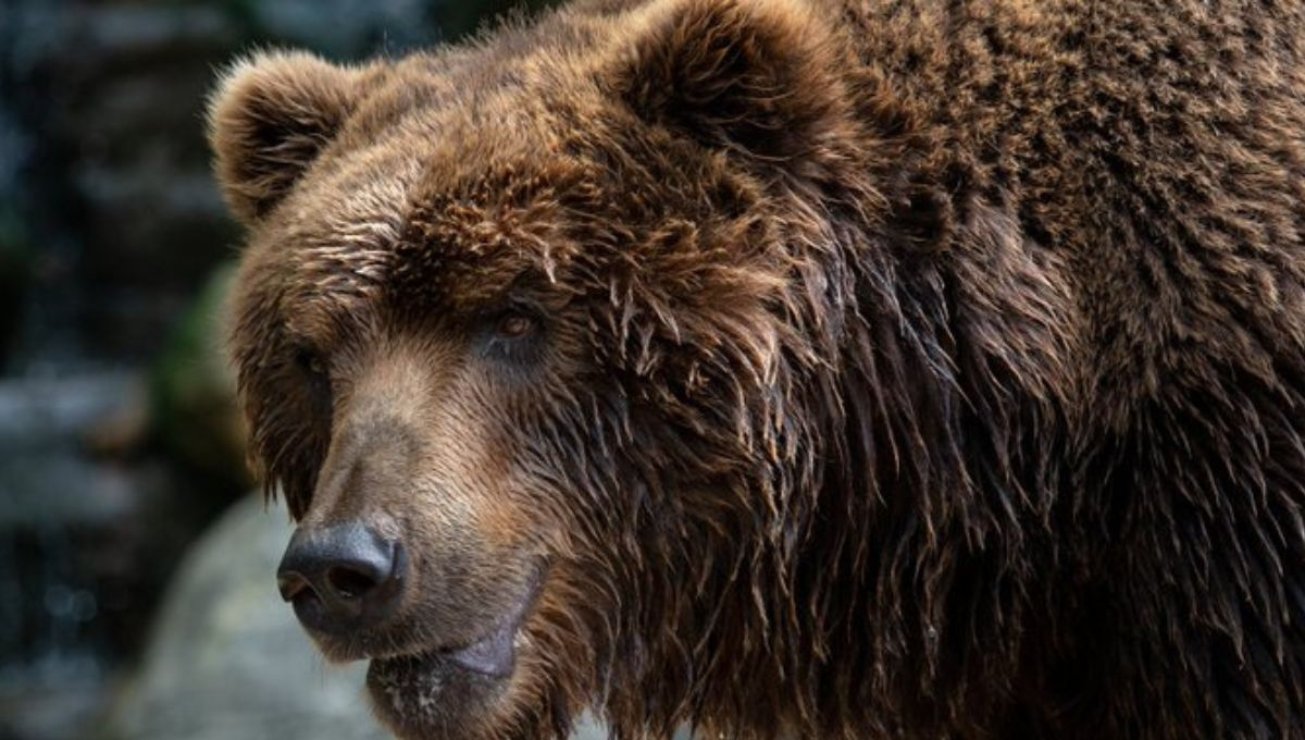 Rumania aprueba ley para cazar 500 osos pese a protestas de grupos defensores de animales