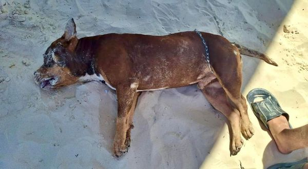 El propietario del perro se encuentra en proceso de presentar una denuncia ante la FGE El propietario del perro se encuentra en proceso de presentar una denuncia ante la FGE