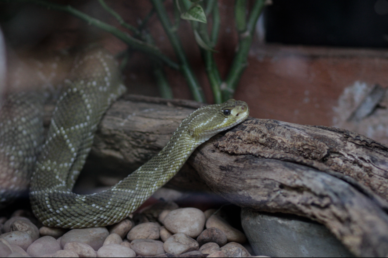 En el mundo hasta 600 especies de serpientes venenosas En el mundo hasta 600 especies de serpientes venenosas