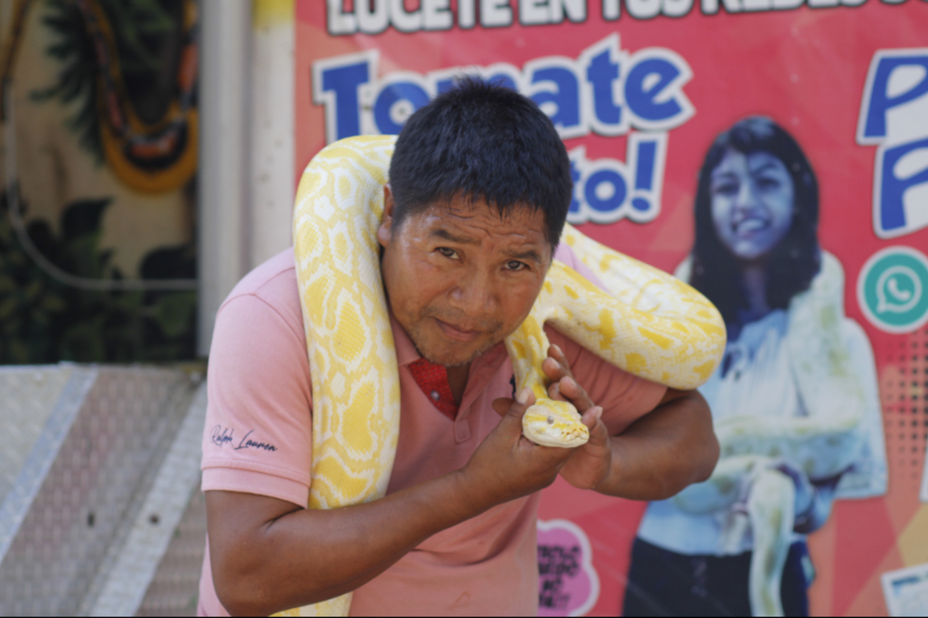 Hay serpientes de gran tamaño que habitan en México Hay serpientes de gran tamaño que habitan en México