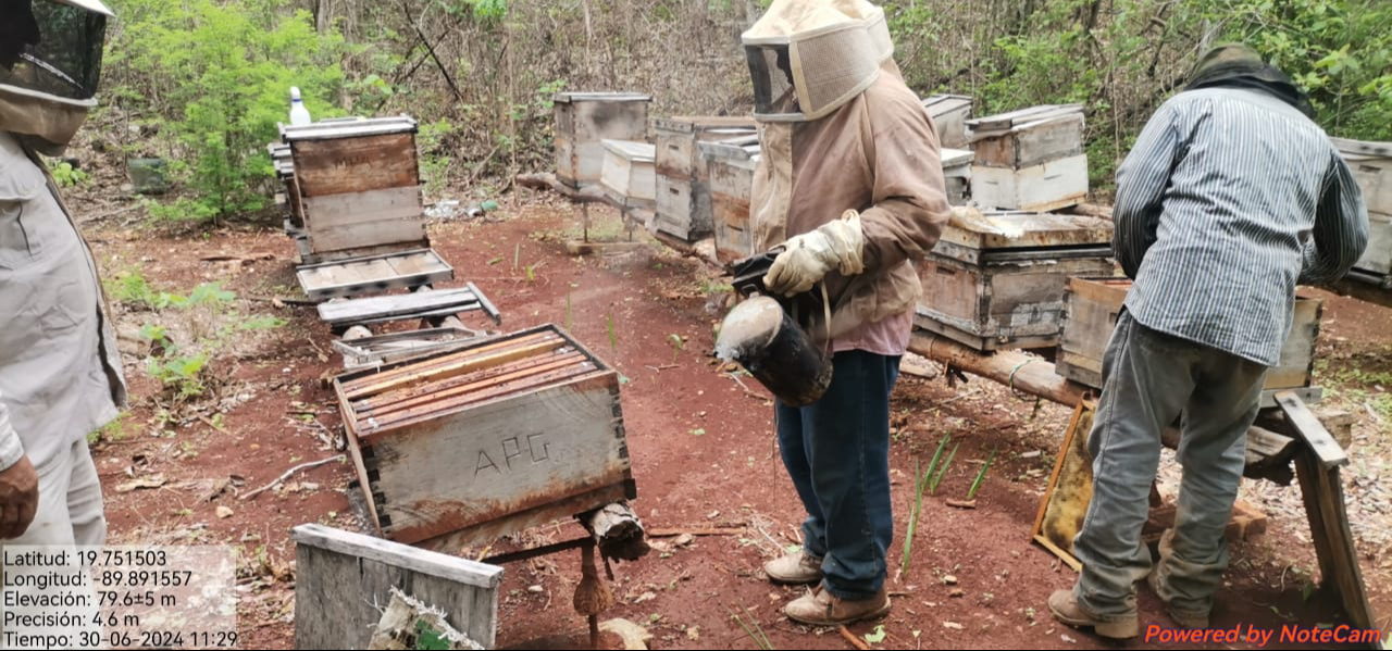 La muerte masiva de abejas en 2022 llevó al INECC a realizar una campaña de muestreo en marzo de 2023. La muerte masiva de abejas en 2022 llevó al INECC a realizar una campaña de muestreo en marzo de 2023.