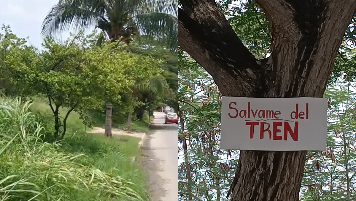   En Campeche, vecinos de Santa Lucía  se oponen a la reubicación de árboles por el Tren Ligero  