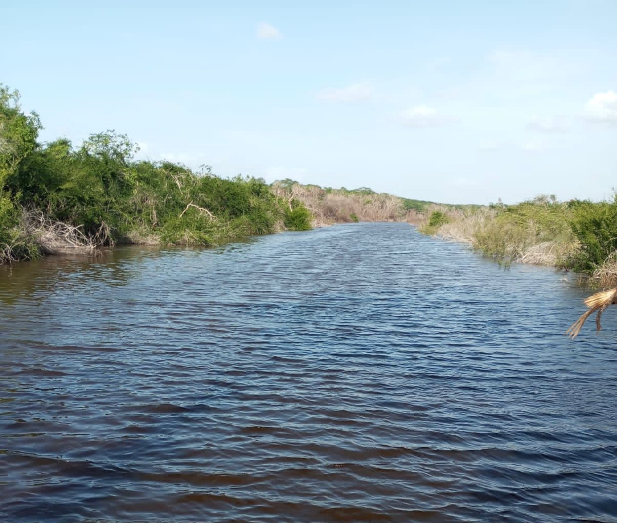 Algunos pobladores señalan que hay lagartos en el estanque de agua. Algunos pobladores señalan que hay lagartos en el estanque de agua.