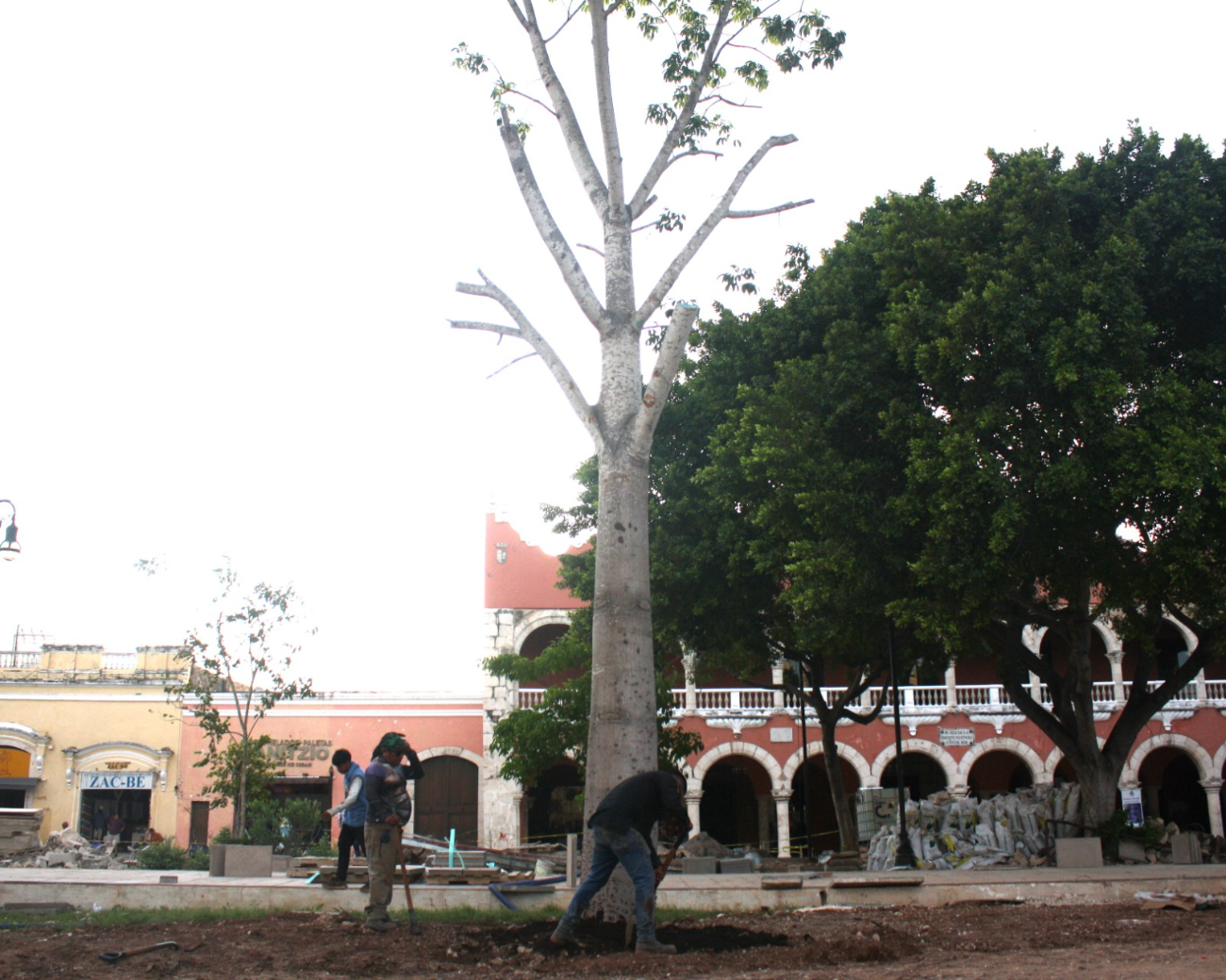 Así luce uno de los árboles recién plantados en la Plaza Grande Así luce uno de los árboles recién plantados en la Plaza Grande