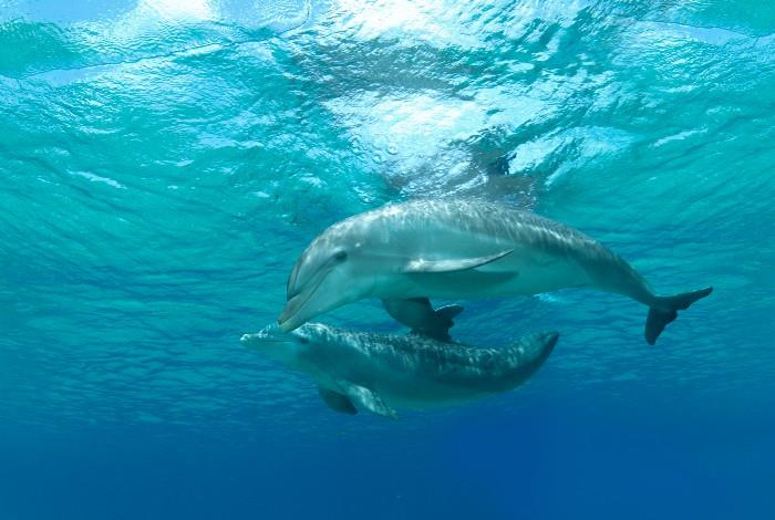 El cetáceo dio un enorme salto y cayó en una embarcación en Cozumel