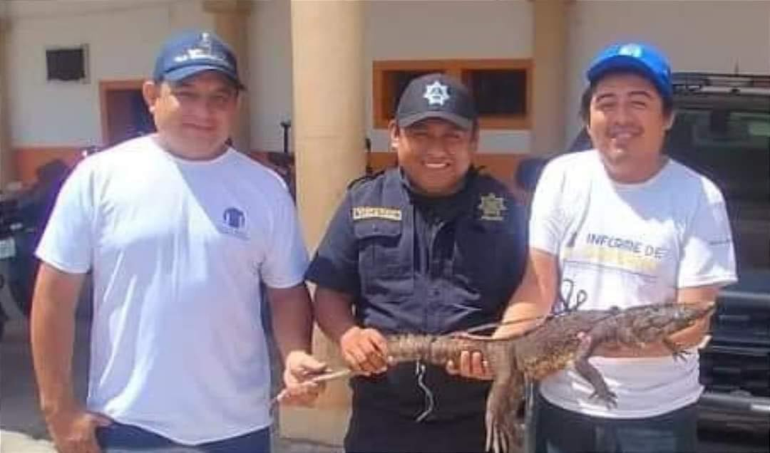 El cocodrilo quedó a disposición de la Profepa El cocodrilo quedó a disposición de la Profepa