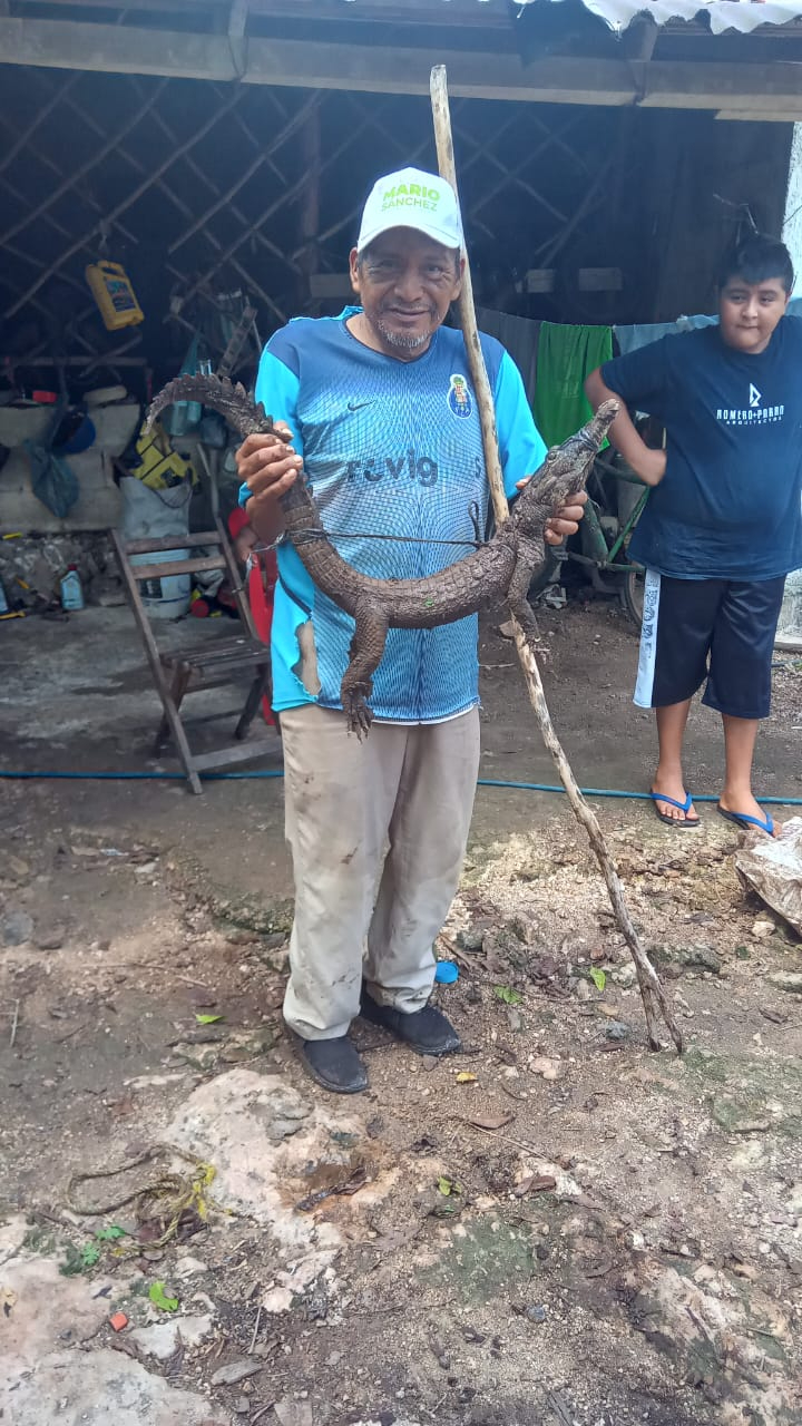 Atrapan a un cocodrilo luego de comerse las gallinas de un abuelito en Espita