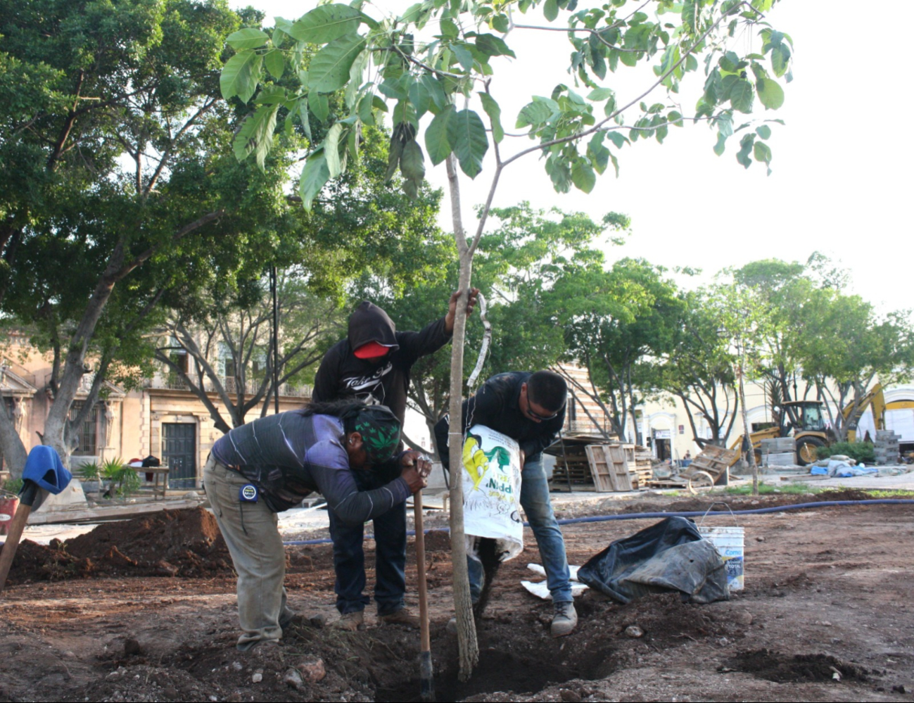 Más de 100 árboles serán plantados en la Plaza Grande Más de 100 árboles serán plantados en la Plaza Grande