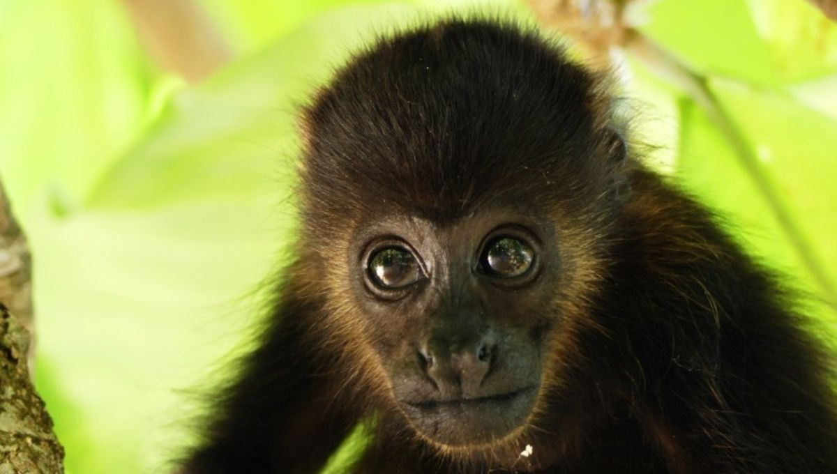 Semarnat aclara condición de salud de monos saraguato recibidos en el CIVS Los Reyes