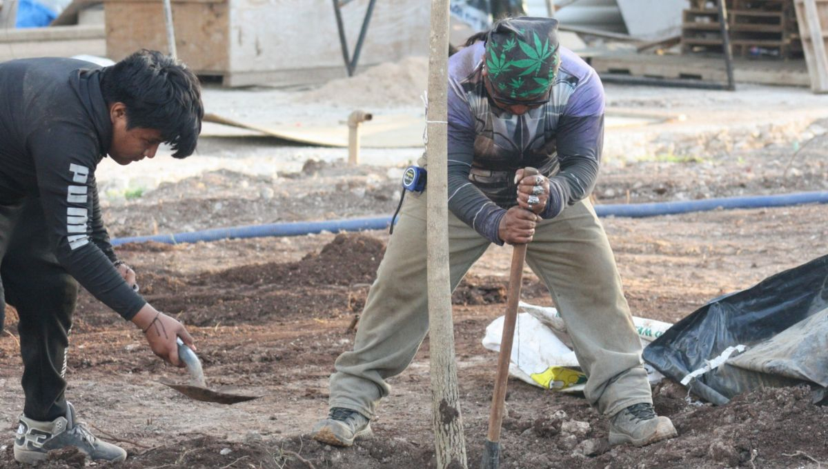Trabajadores plantan árboles en la Plaza Grande