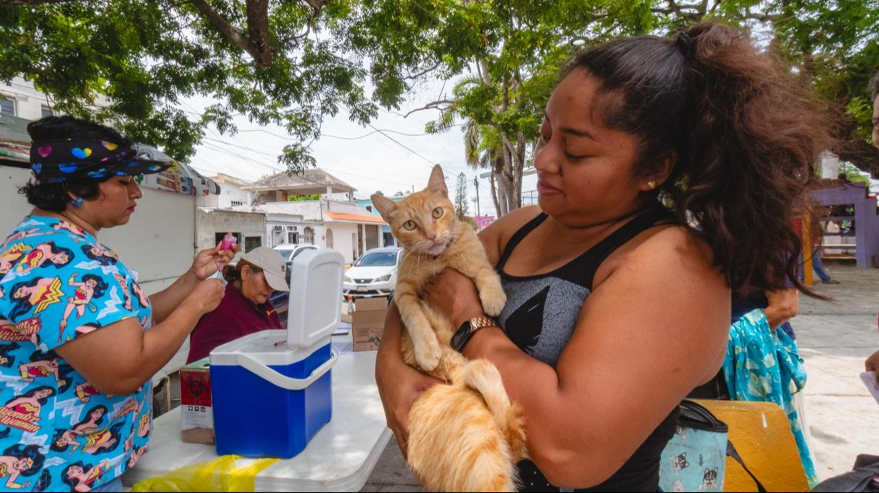   Alertan en Ciudad del Carmen por aumento de envenenamiento de gatos tras caso de rabia  