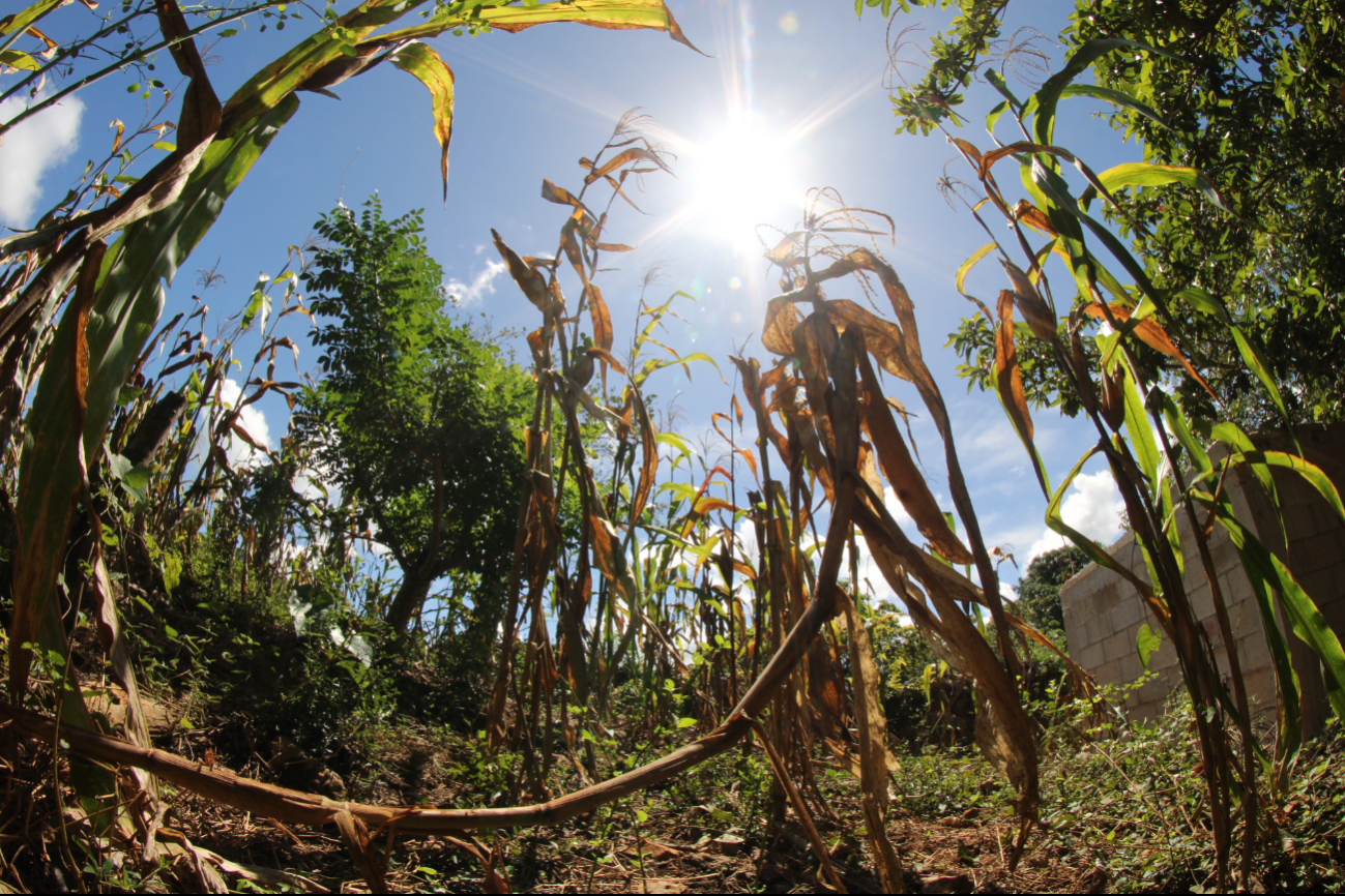El gusano cogollero ataca los ápices de las plantas, causando daños significativos si no se controla. El gusano cogollero ataca los ápices de las plantas, causando daños significativos si no se controla.