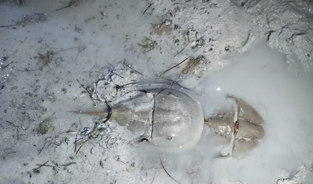 Temporada de pulpo pone en peligro a la cacerolita de mar  en Yucatán