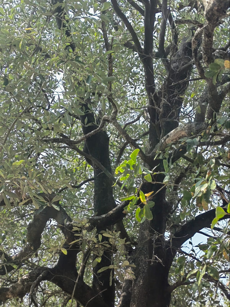 La Conafor anunció un proyecto para restaurar el manglar, pero el proceso es lento y la situación empeora. La Conafor anunció un proyecto para restaurar el manglar, pero el proceso es lento y la situación empeora.