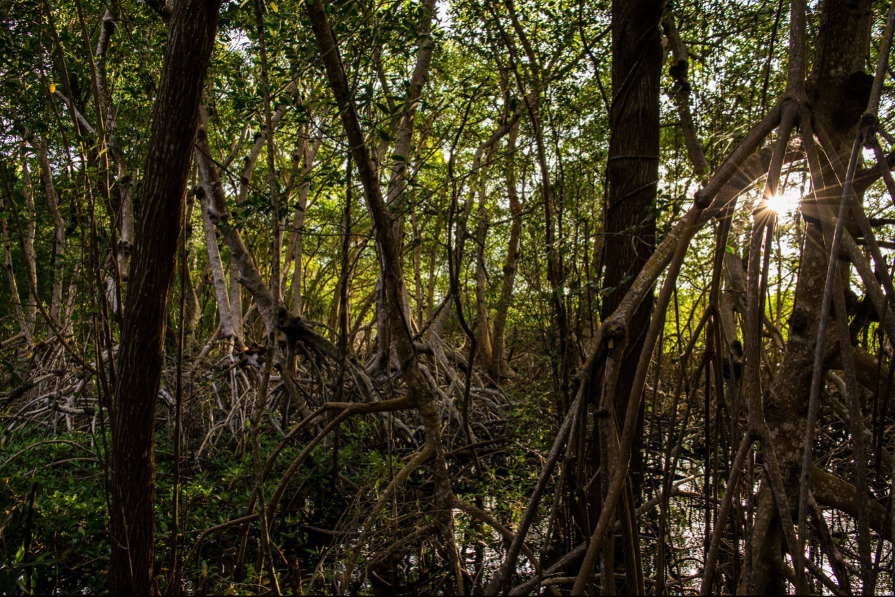 La conservación de los manglares es vital para la protección ambiental y el bienestar de las comunidades costeras. La conservación de los manglares es vital para la protección ambiental y el bienestar de las comunidades costeras.