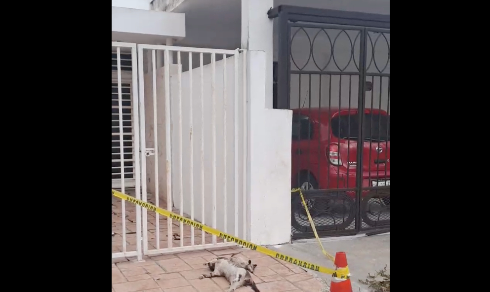 Reportan envenenamiento masivo de gatos y zarigüeyas Reportan envenenamiento masivo de gatos y zarigüeyas