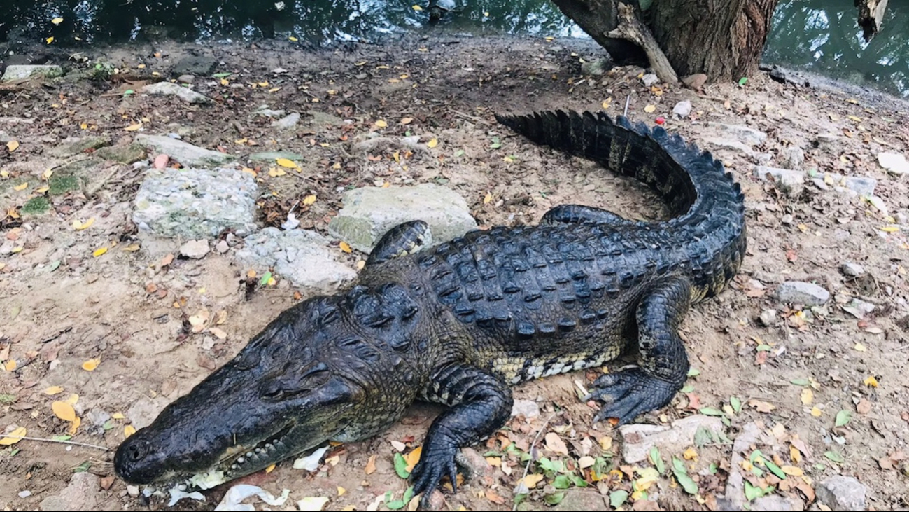 Alerta la sobrepoblación de cocodrilos en Tamaulipas; proponen llevarlos a otros estados