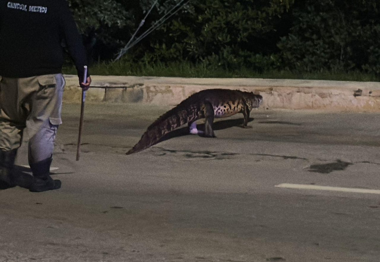 Un caimán apareció en la carretera rumbo a Yucatán Un caimán apareció en la carretera rumbo a Yucatán