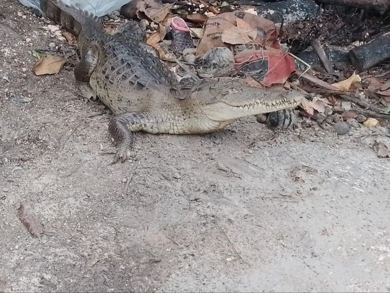 Yucatecos, en peligro; serpientes venenosas y cocodrilos aparecen en las casas 