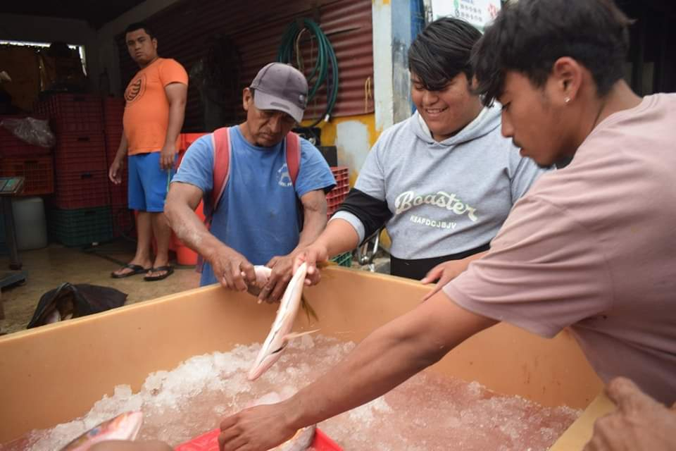 En promedio sólo traen 10 kilogramos de cola, cuando antes eran de 30 a 50 kilos. En promedio sólo traen 10 kilogramos de cola, cuando antes eran de 30 a 50 kilos.