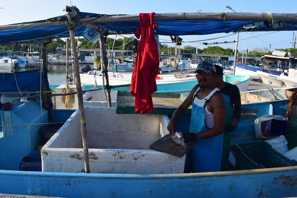 Los hombres de mar están esperanzados en la apertura para la captura de pulpo, el 1 de agosto