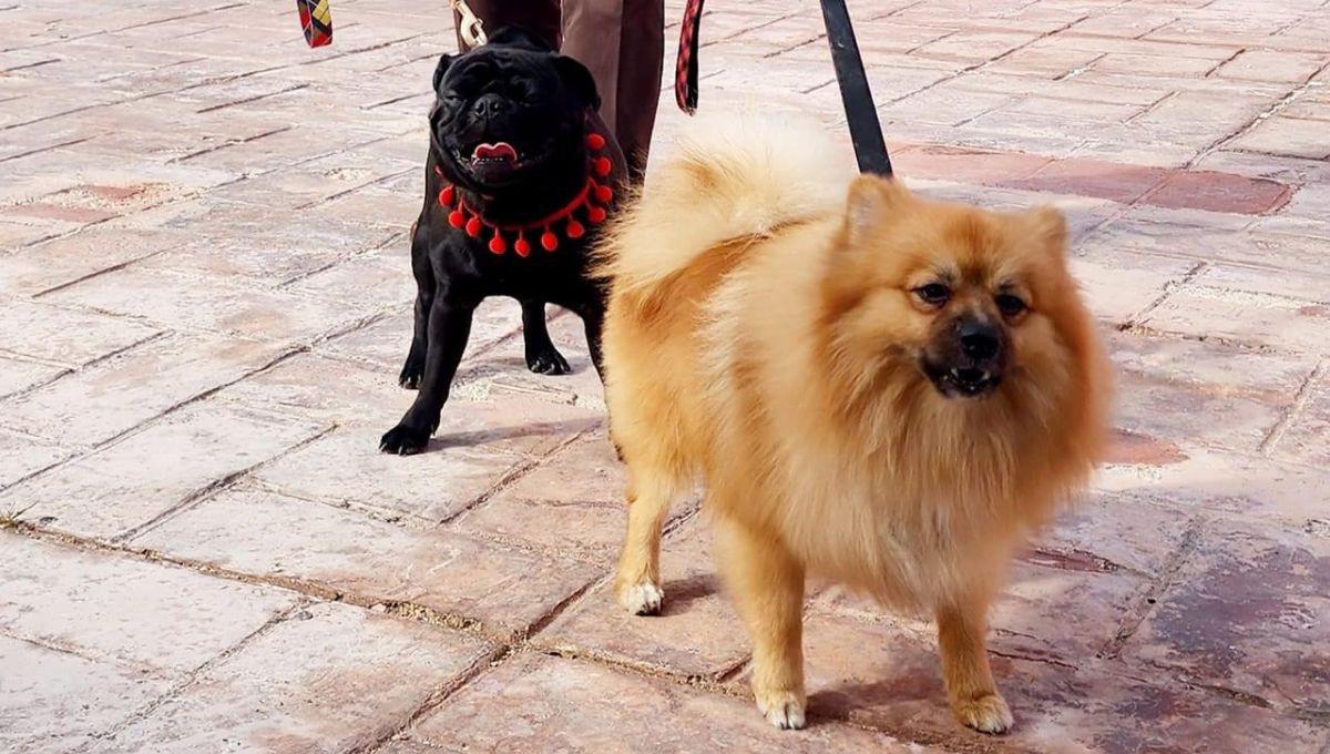 Joaquín Díaz Mena festeja a sus lomitos por el Día Mundial del Perro